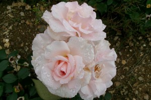 A WHITER SHADE OF PALE (hybrid tea)